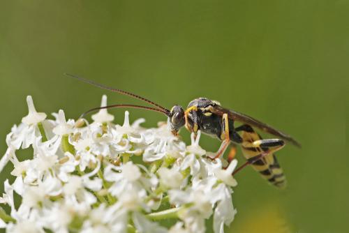 Réf. 294 853 : Amblyteles armatorius